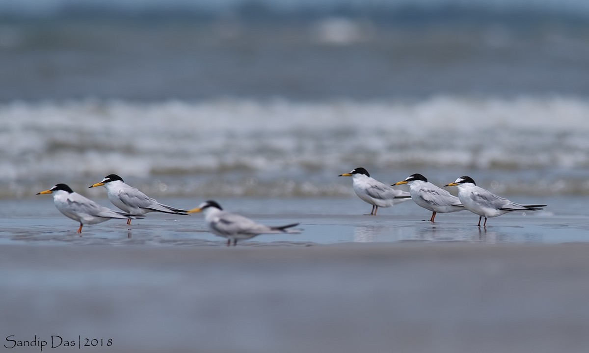 Little Tern - ML99719291