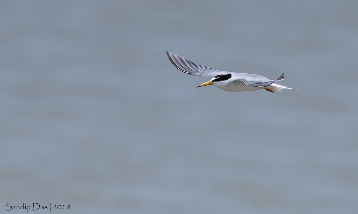 Little Tern - ML99719301