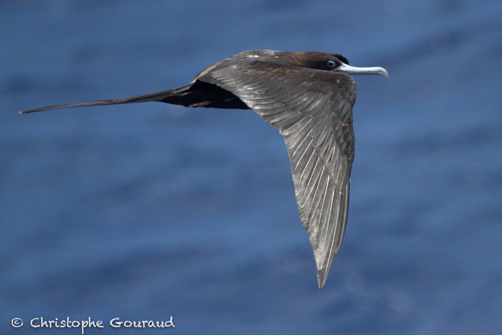 Ascension Frigatebird - Christophe Gouraud