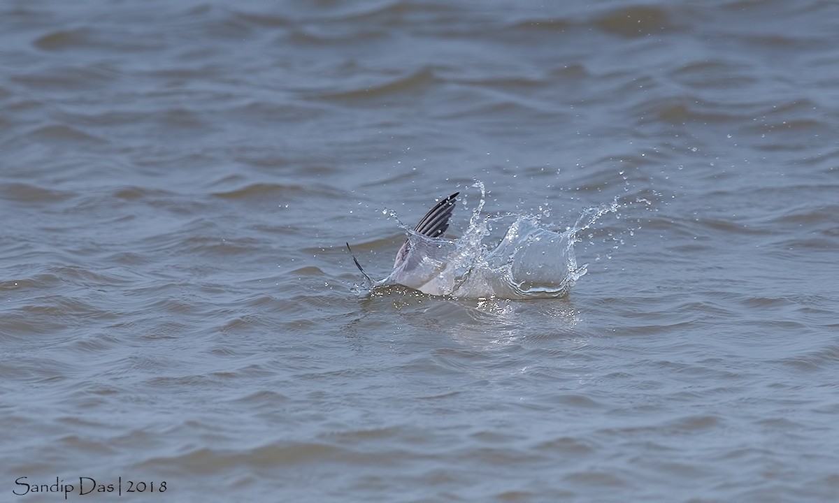 Little Tern - ML99719421