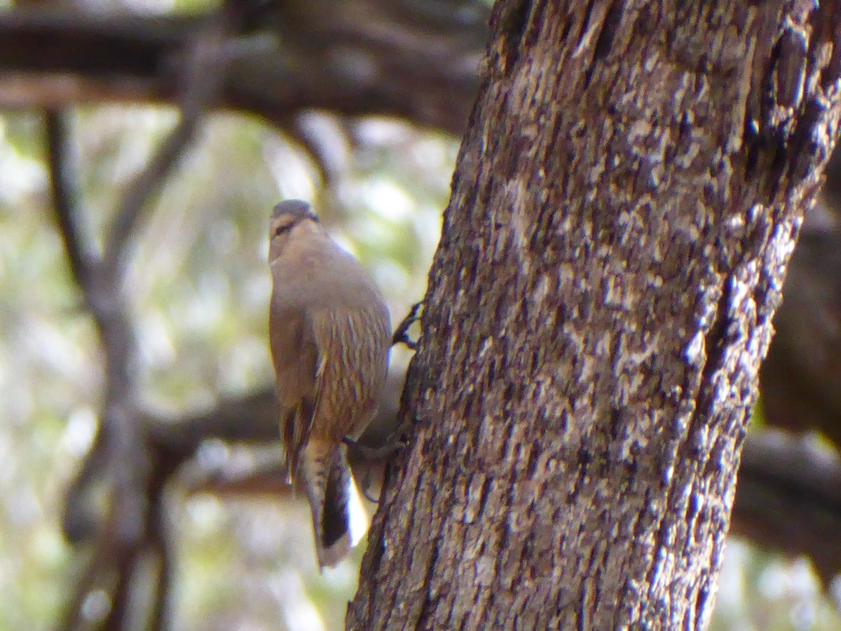 Brown Treecreeper - ML99719531