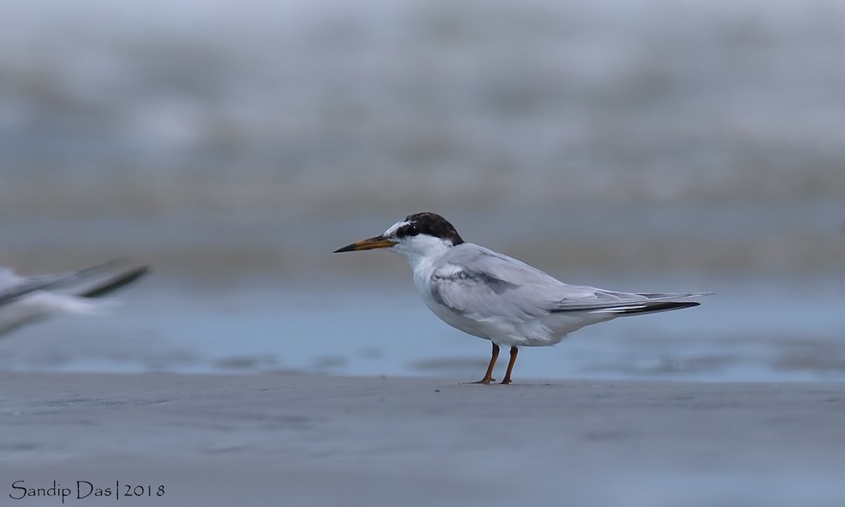 Little Tern - ML99719661