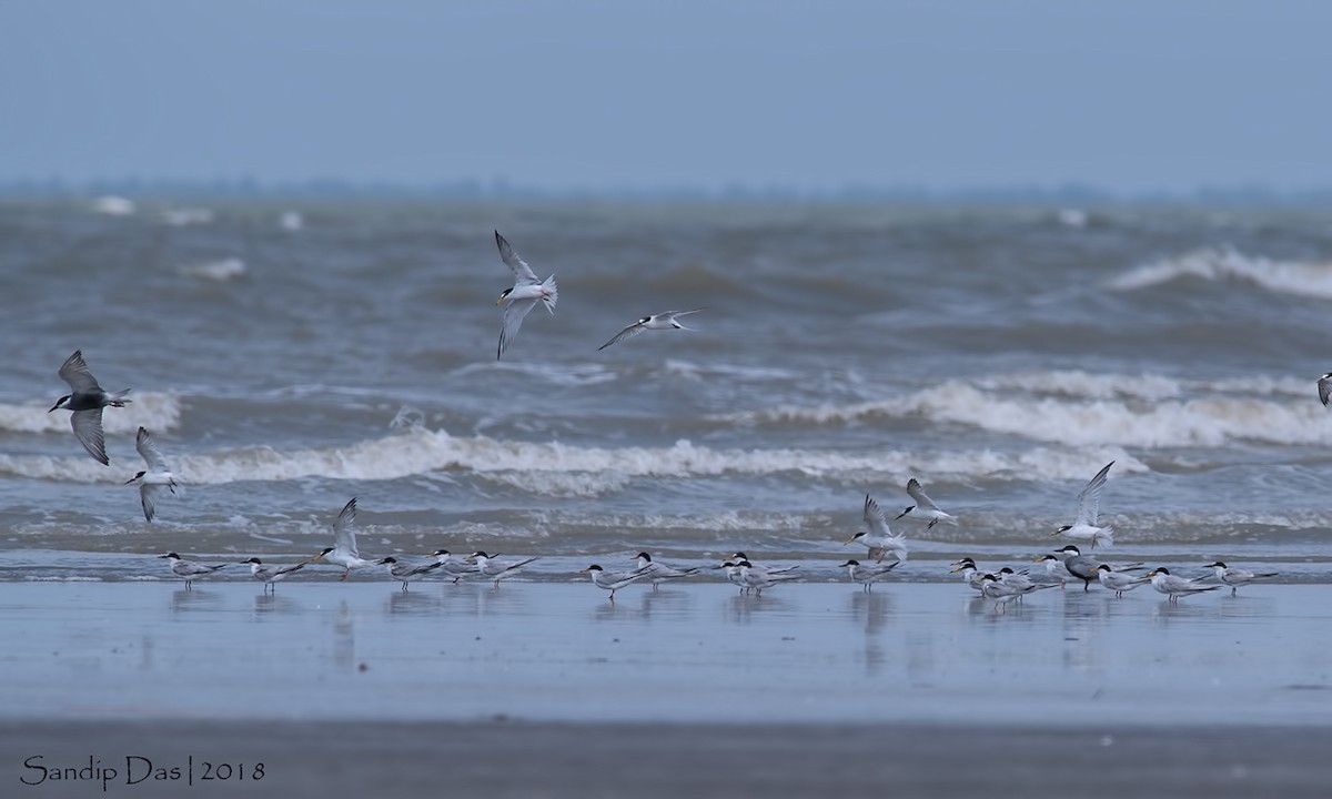 Little Tern - ML99719671