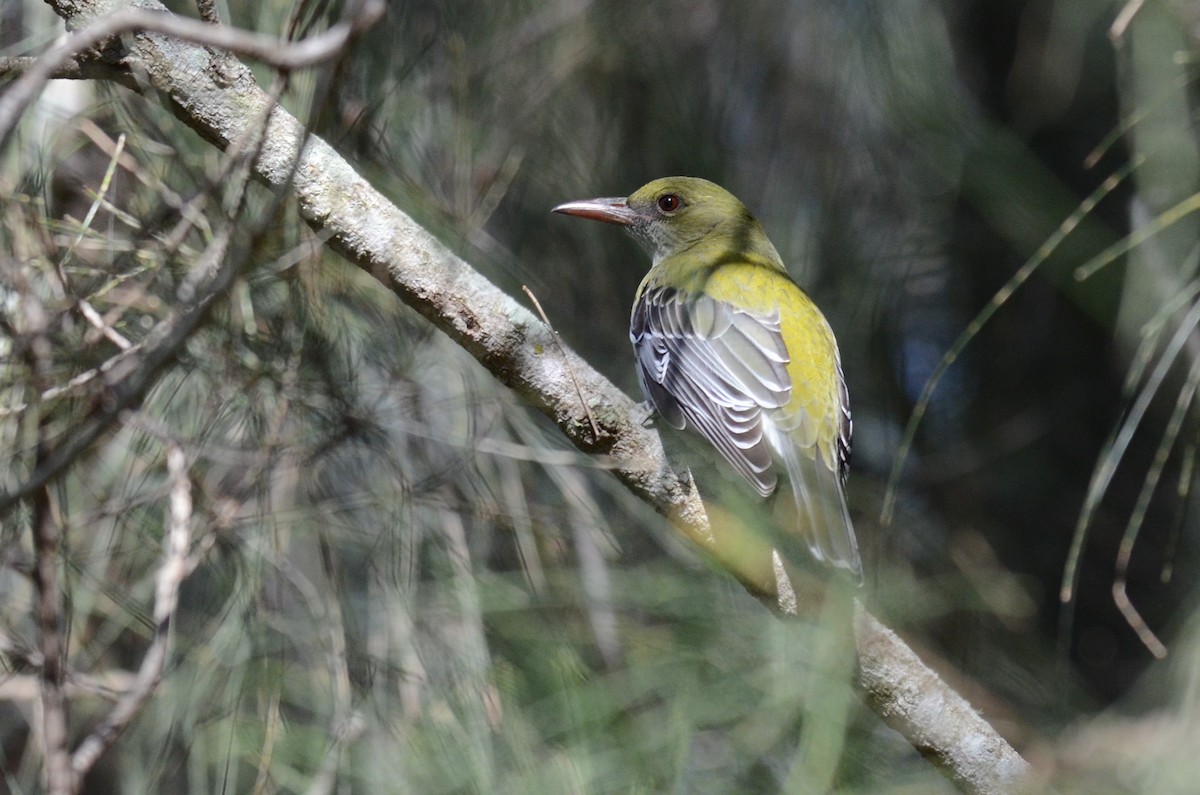 Olive-backed Oriole - ML99719791