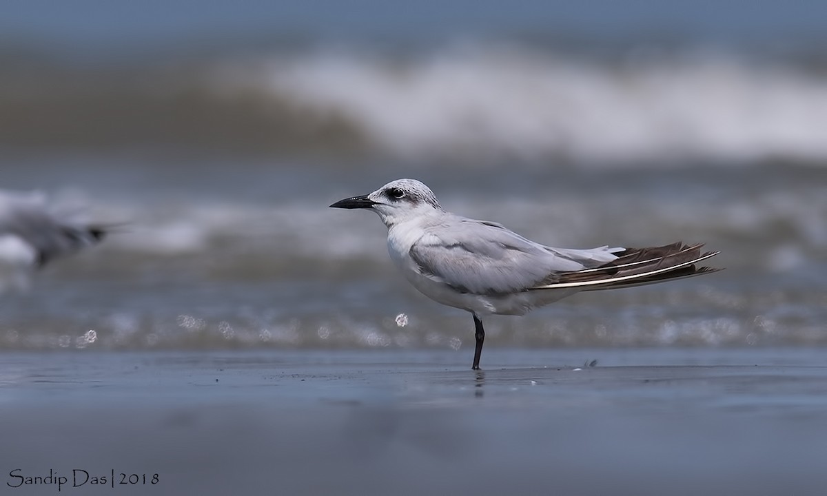 Gull-billed Tern - ML99720121