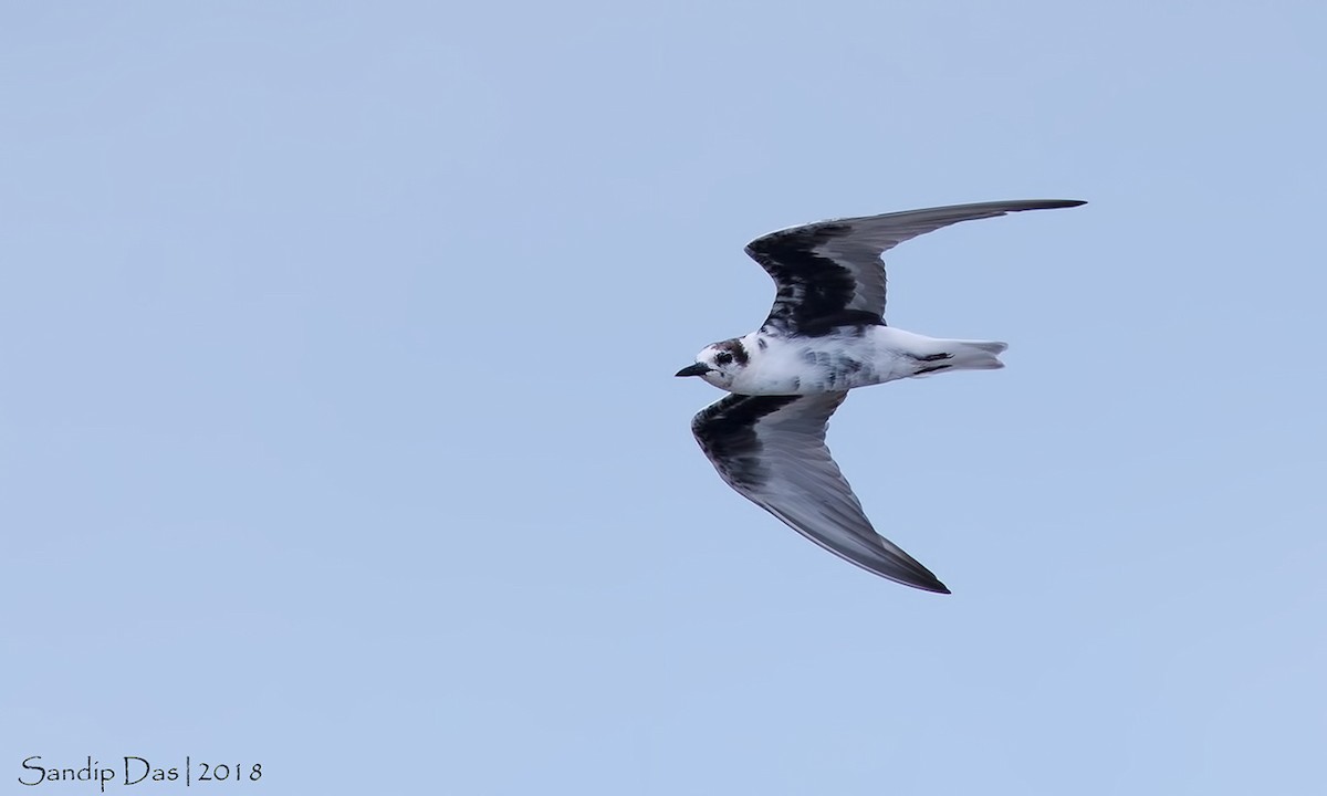 白翅黑燕鷗 - ML99720331