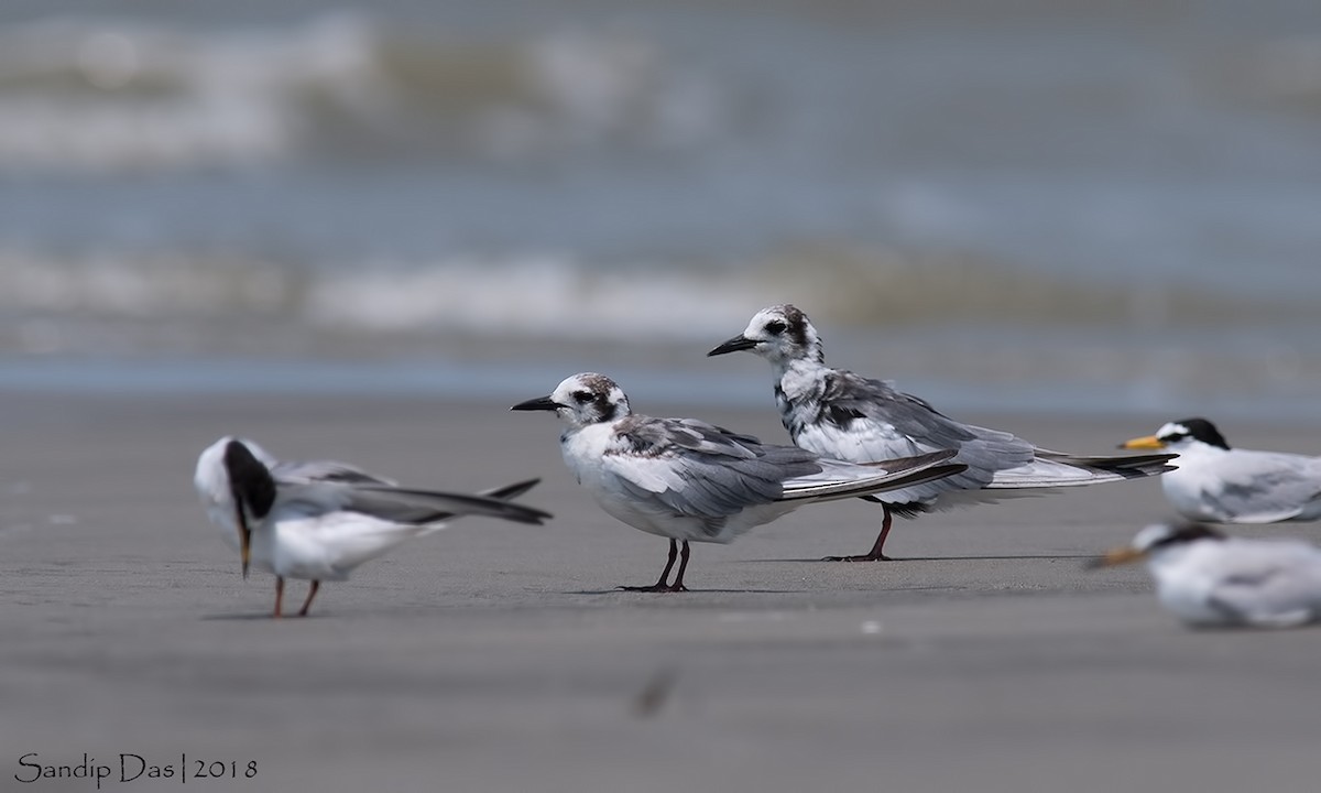 White-winged Tern - ML99720401