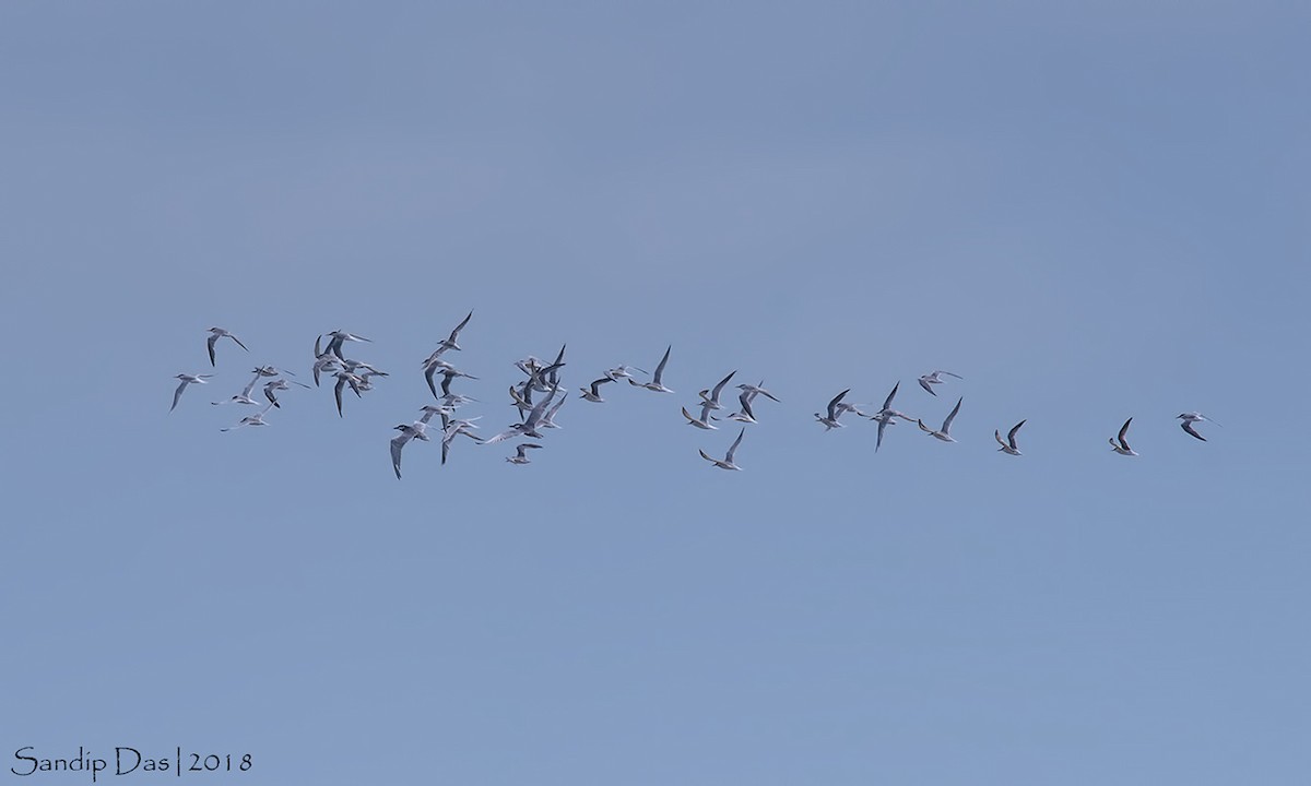 Whiskered Tern - ML99720551