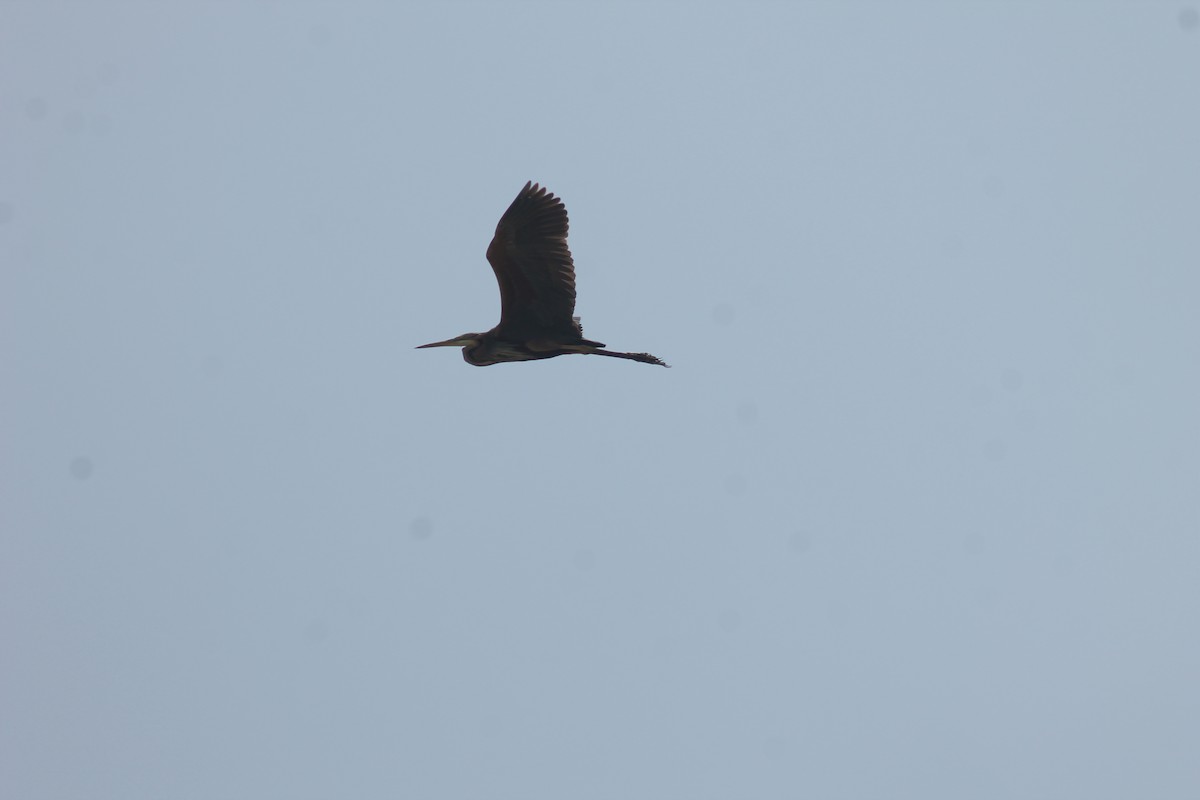 Purple Heron - ML99720781