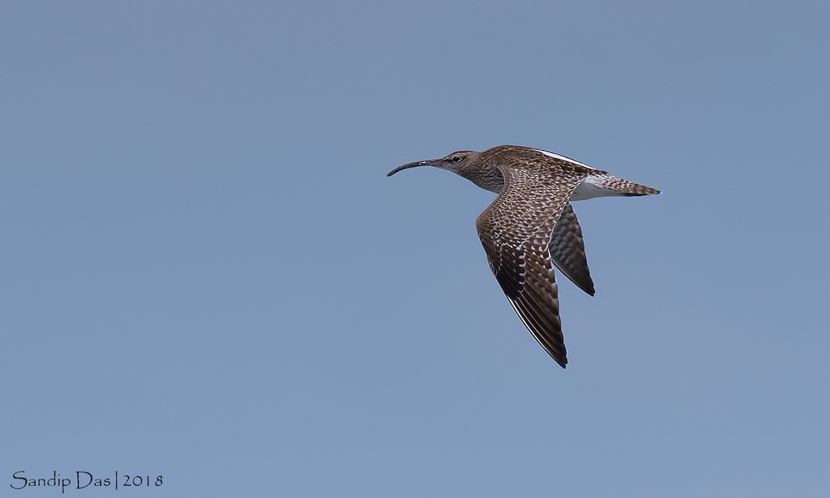 Whimbrel - ML99721061