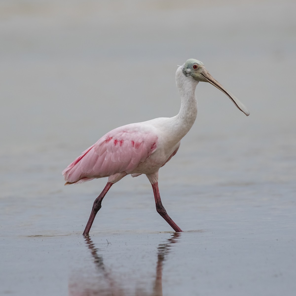 Roseate Spoonbill - ML99721121