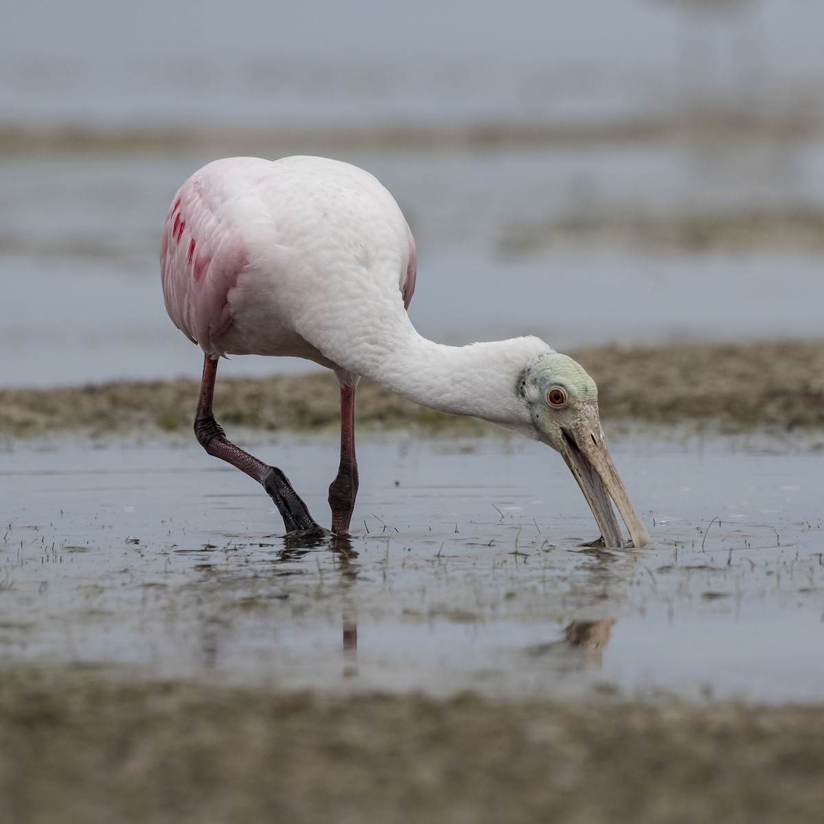 Roseate Spoonbill - ML99721131