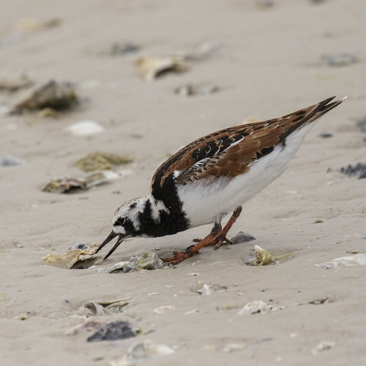 Ruddy Turnstone - ML99721411