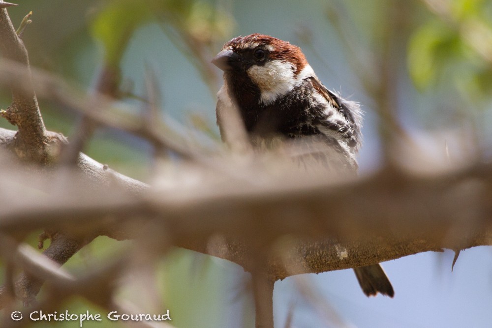 Spanish Sparrow - ML99721441