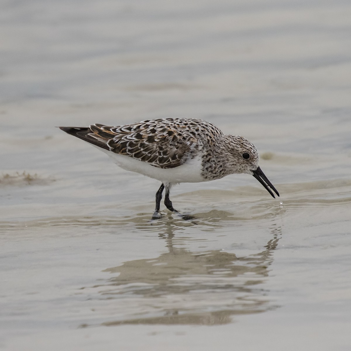 Bécasseau sanderling - ML99721471