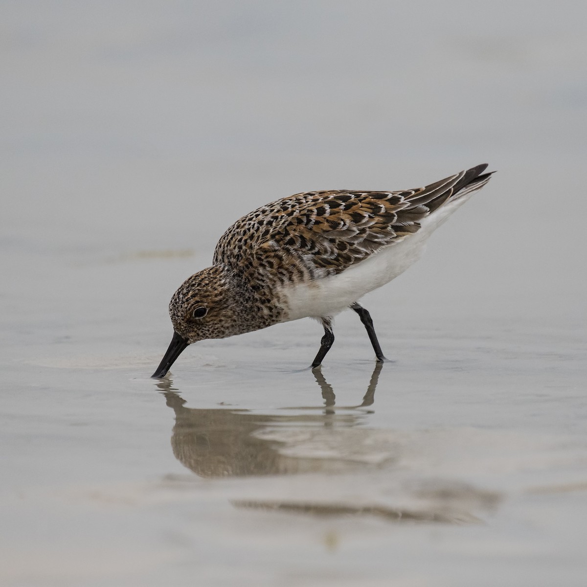 Bécasseau sanderling - ML99721481