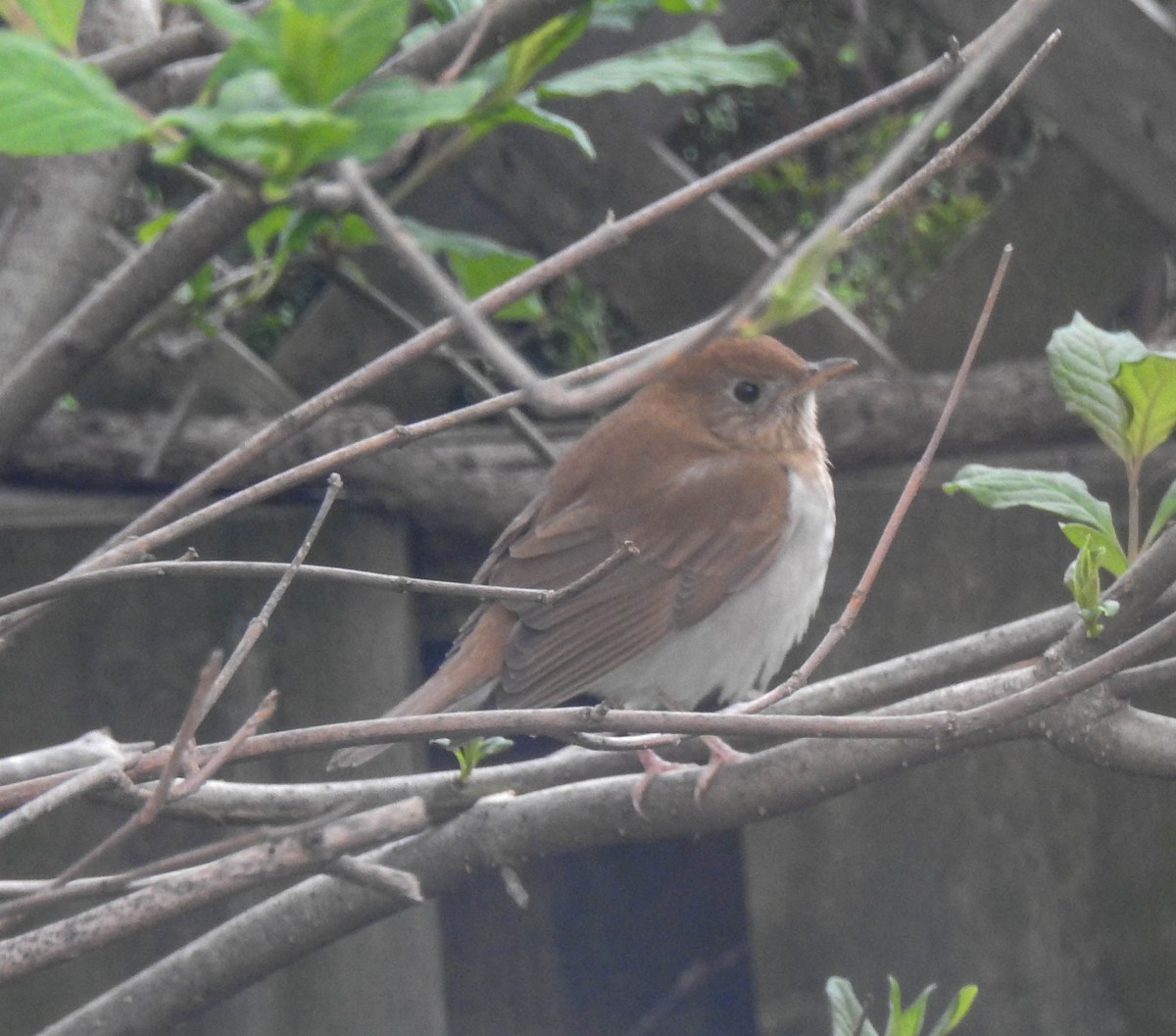 Veery - ML99721491