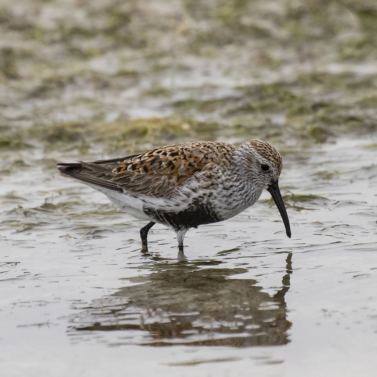 Dunlin - ML99721571