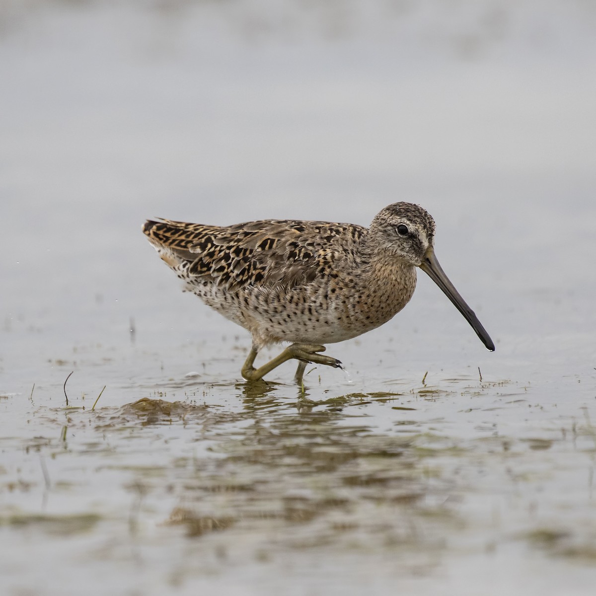 Short-billed Dowitcher - ML99721751