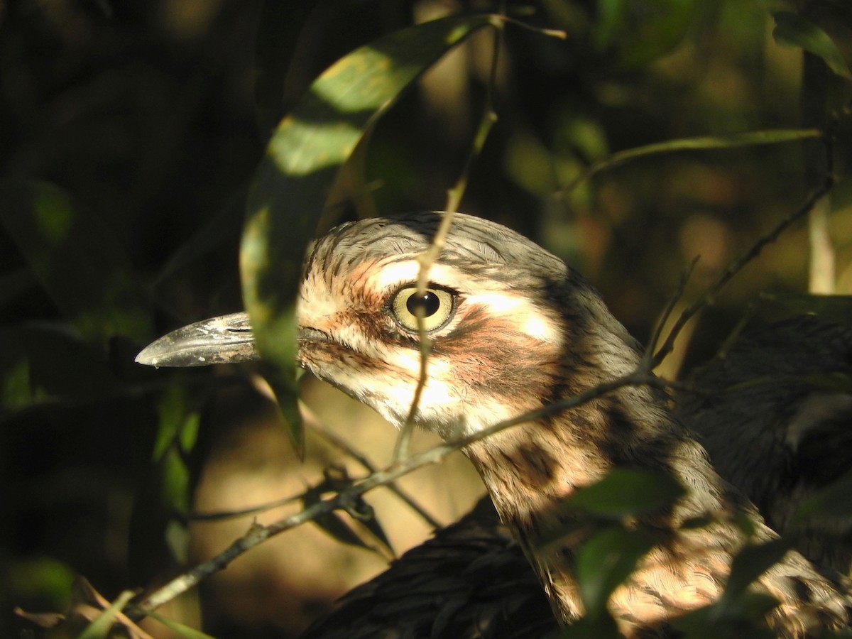 Bush Thick-knee - Chris Burwell