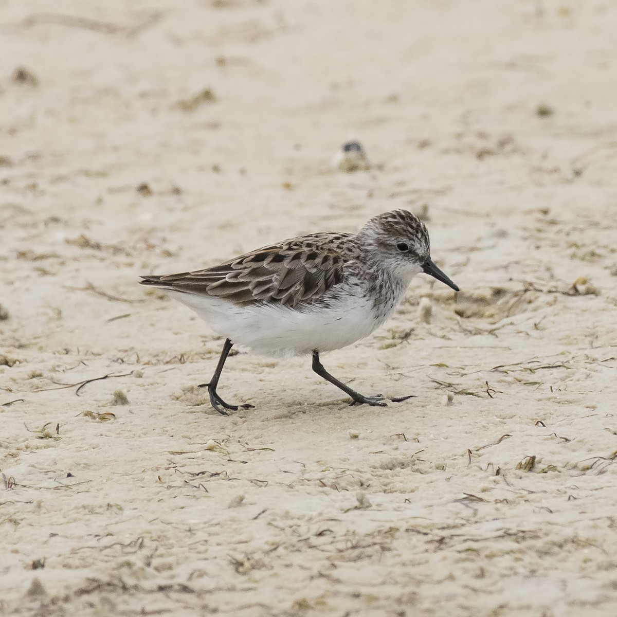 Semipalmated Sandpiper - ML99723591