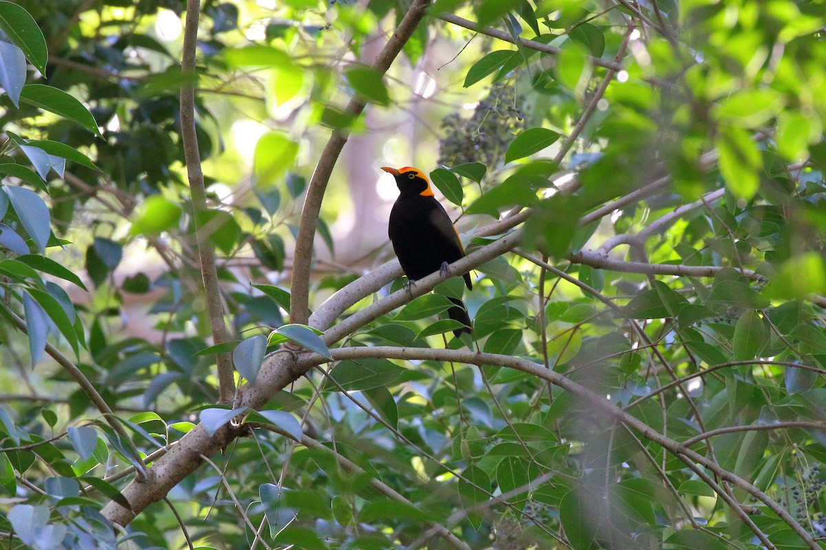 Regent Bowerbird - ML99723911