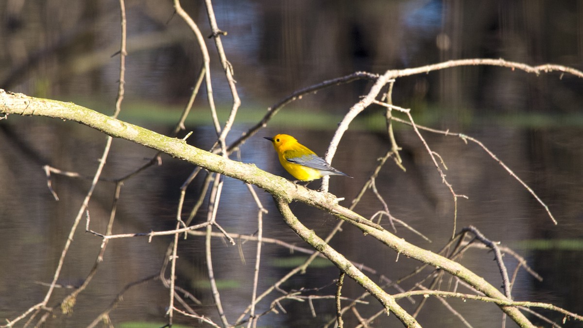 Prothonotary Warbler - ML99724001