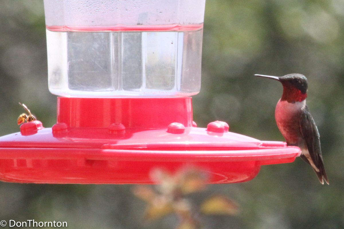 Ruby-throated Hummingbird - ML99724051