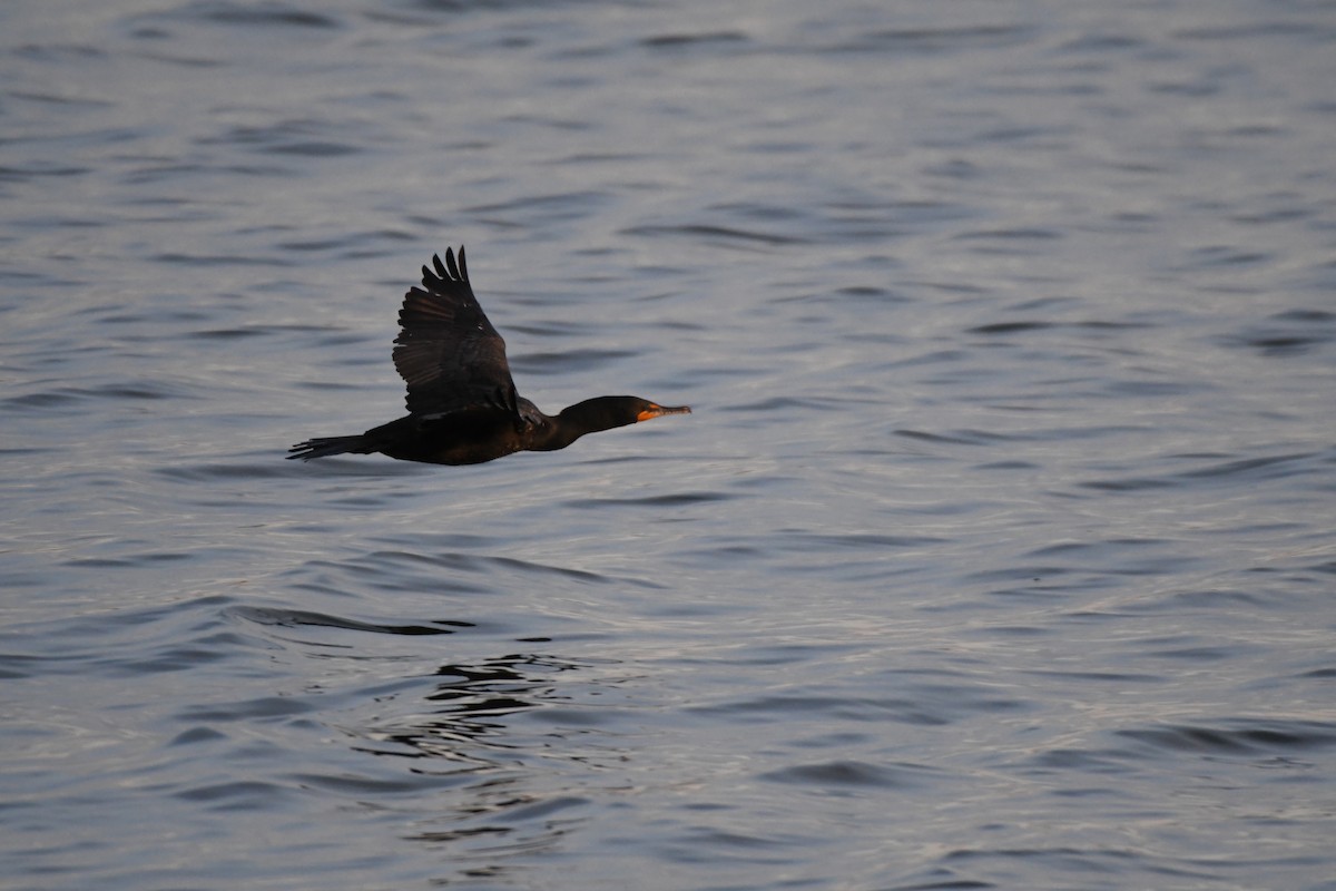 Double-crested Cormorant - Guy Lafond