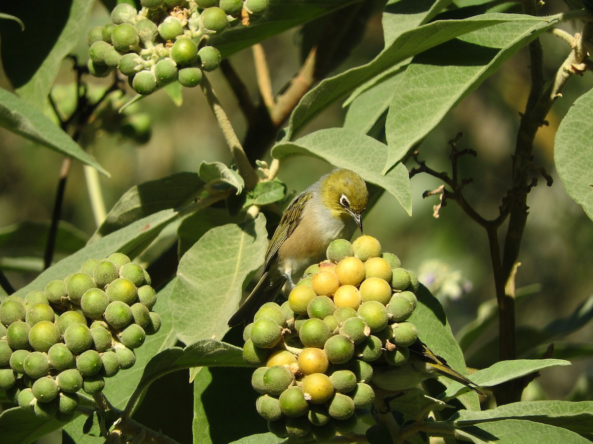 Silvereye - Chris Burwell