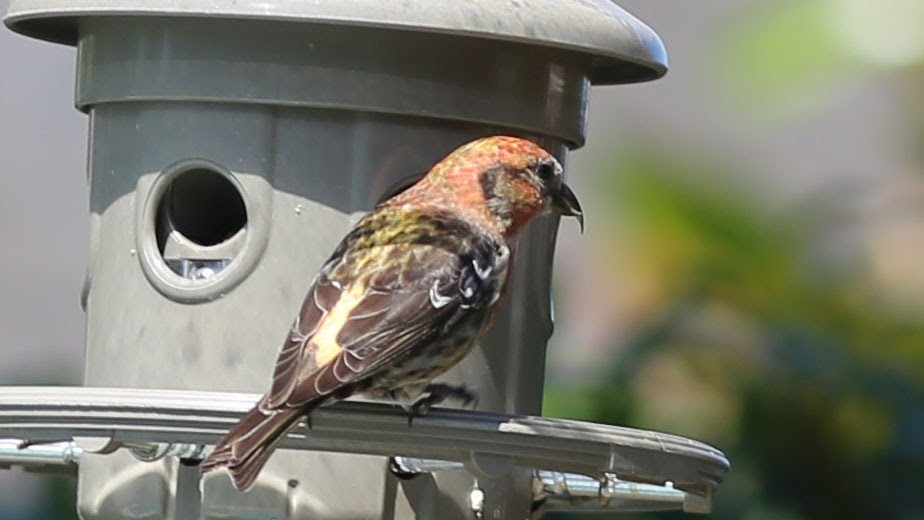 White-winged Crossbill - David Sarkozi cc