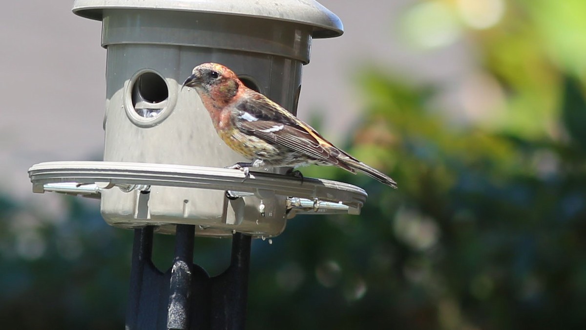 White-winged Crossbill - ML99725051