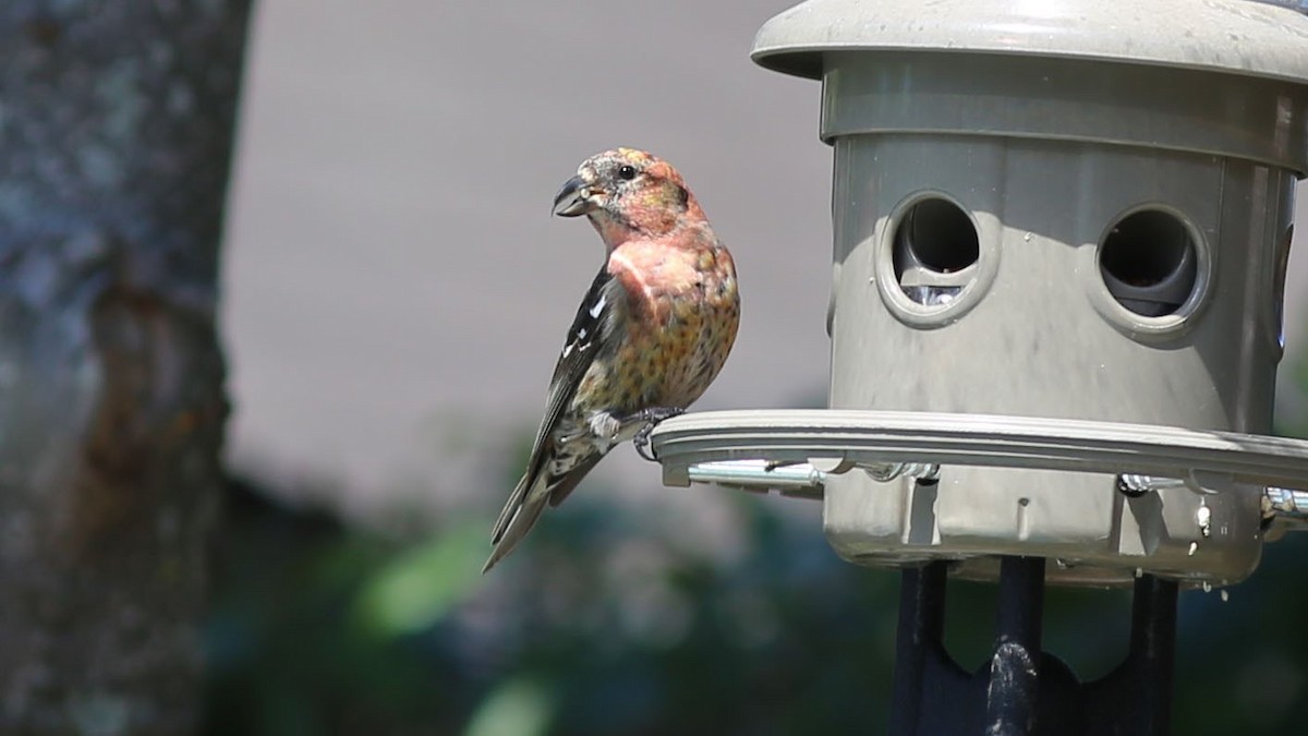 White-winged Crossbill - ML99725061