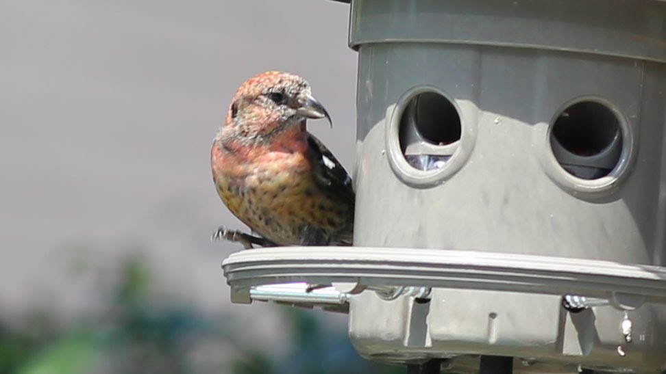 White-winged Crossbill - ML99725071