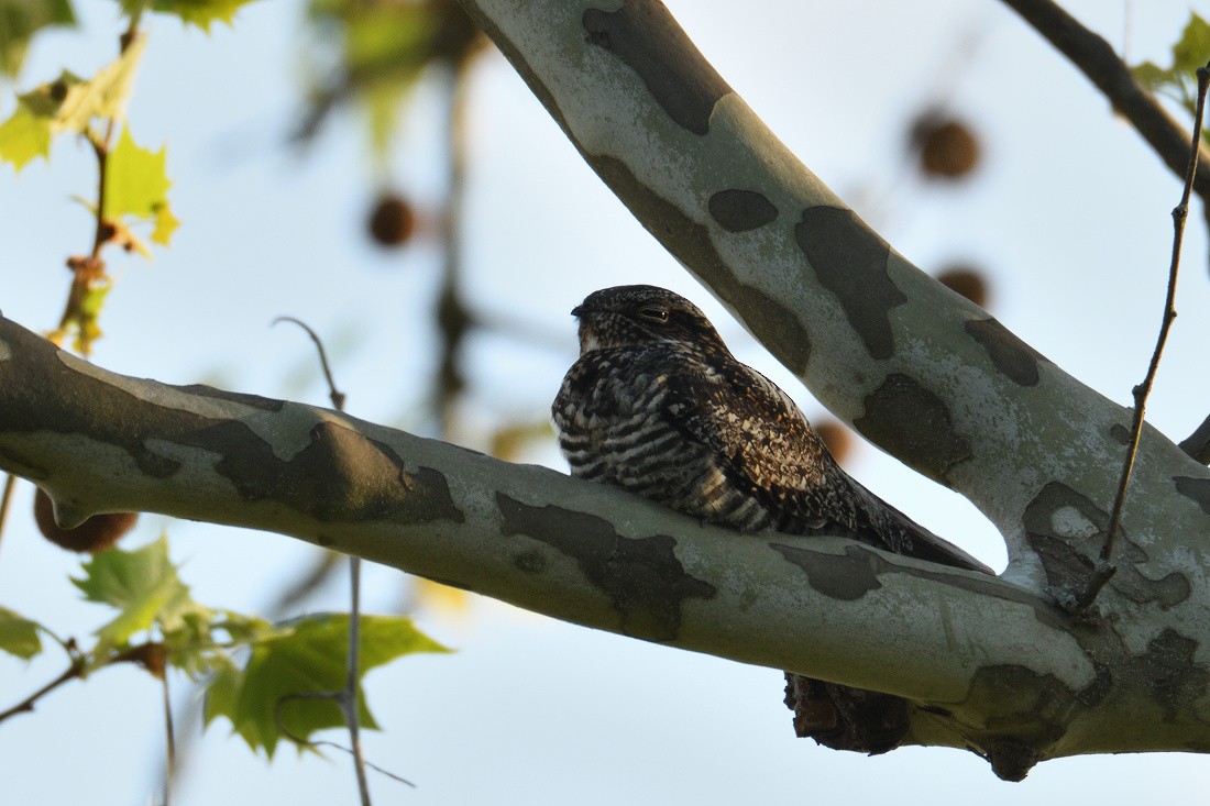 Common Nighthawk - ML99725981