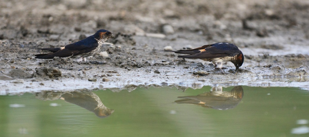 Striated Swallow - ML99726271