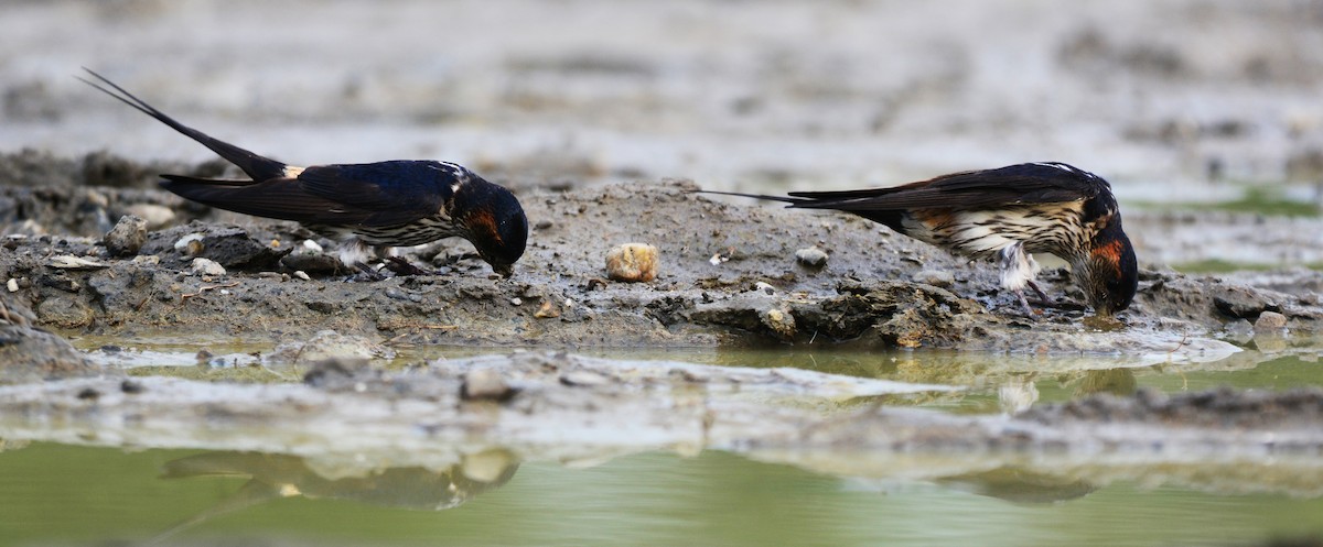 Striated Swallow - ML99726281