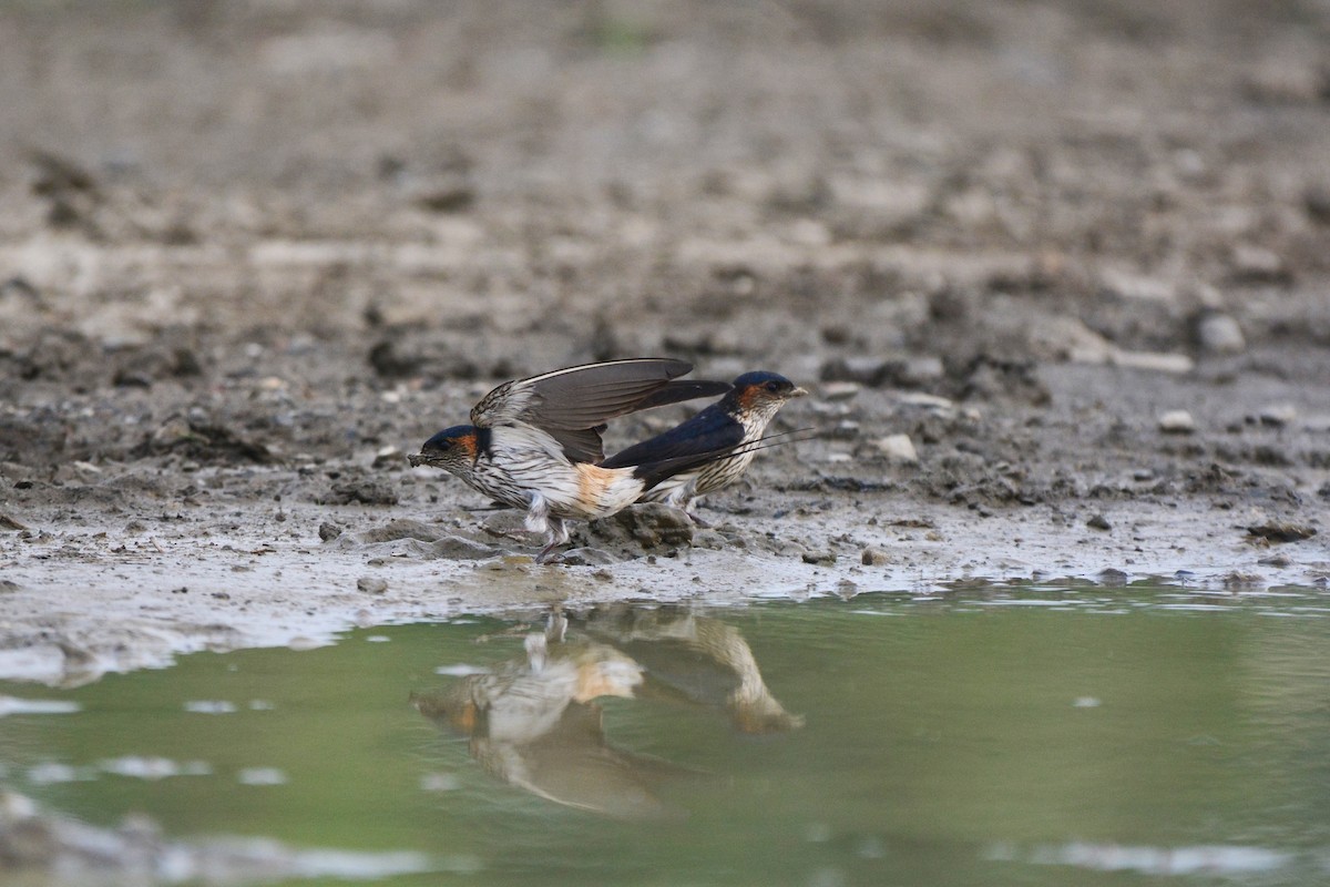 Striated Swallow - ML99726361