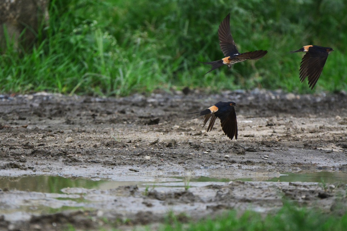 Striated Swallow - ML99726371