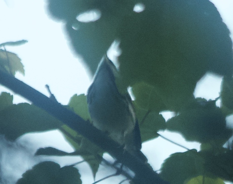 Blackpoll Warbler - ML99727451