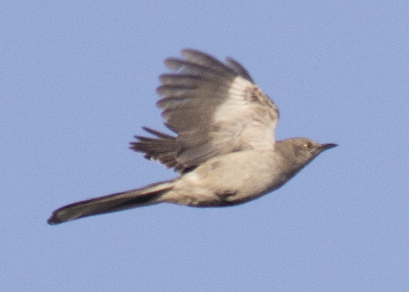 Northern Mockingbird - ML99729071