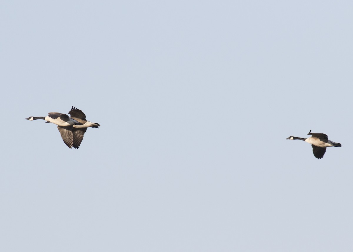 Canada Goose - ML99729081