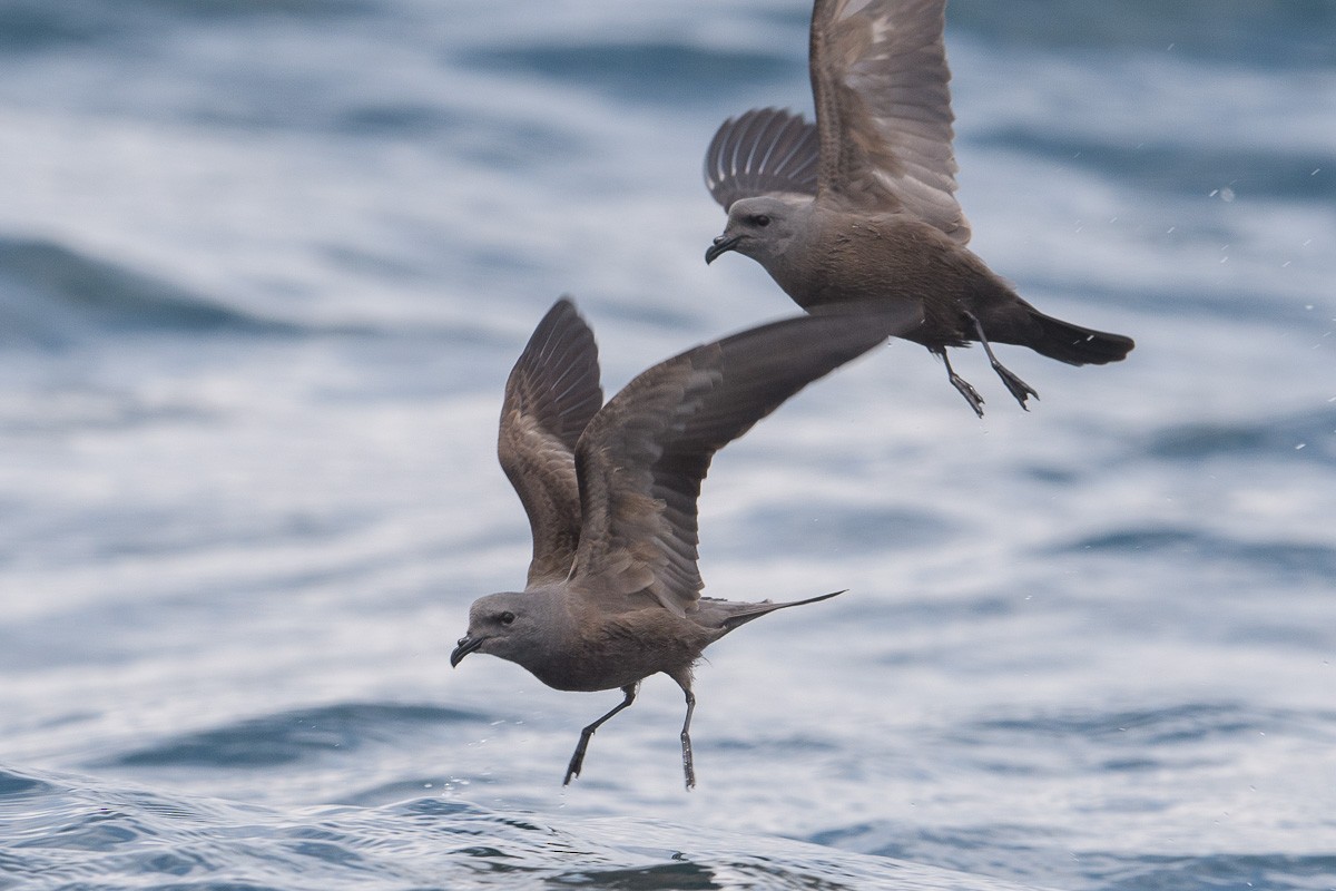 Swinhoe's Storm-Petrel - Francis Yap