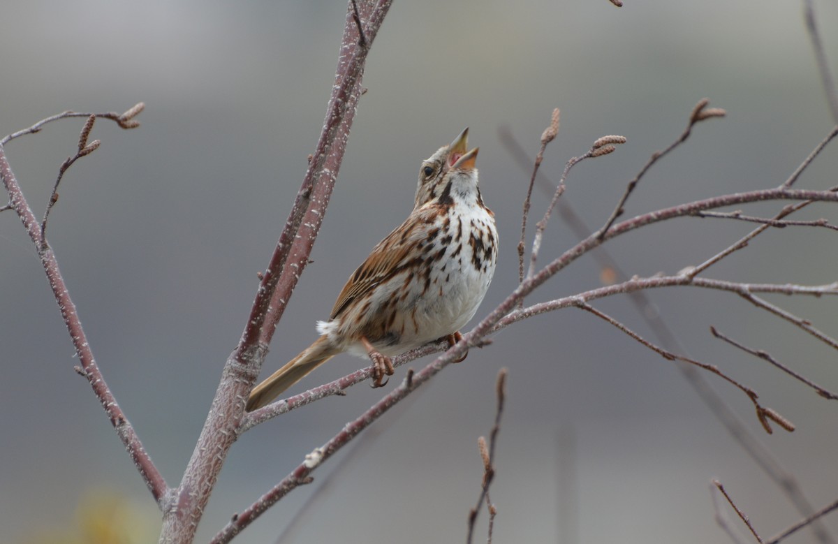Song Sparrow - Tim Bandfield
