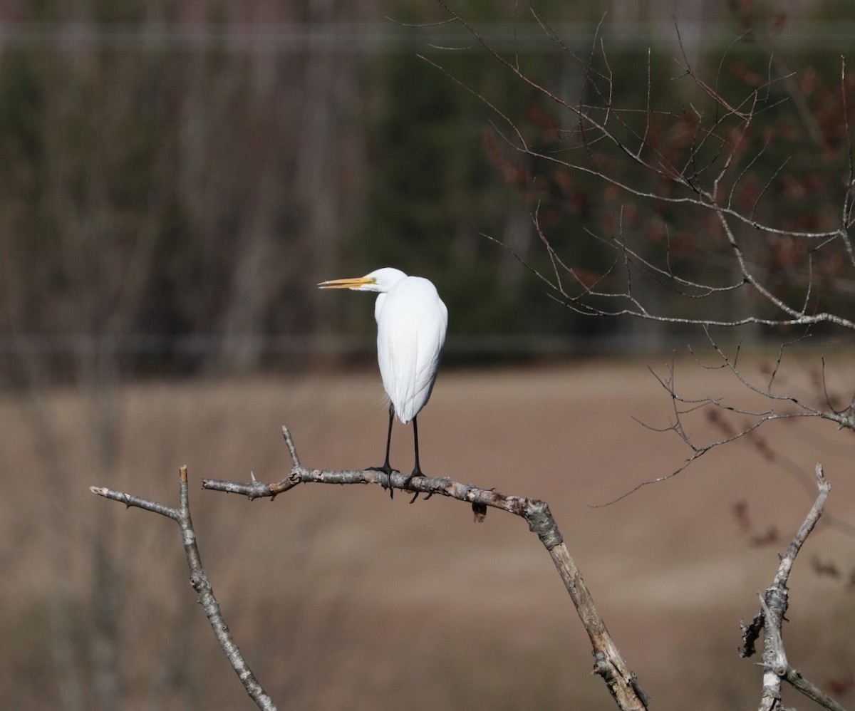 Great Egret - Ken McKenna