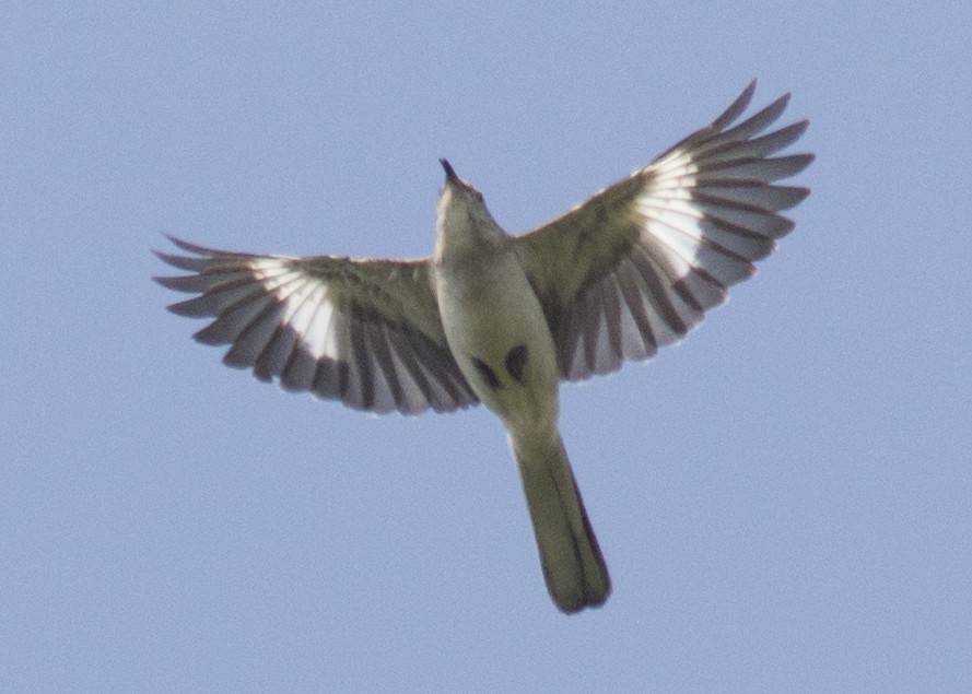 Northern Mockingbird - ML99734081