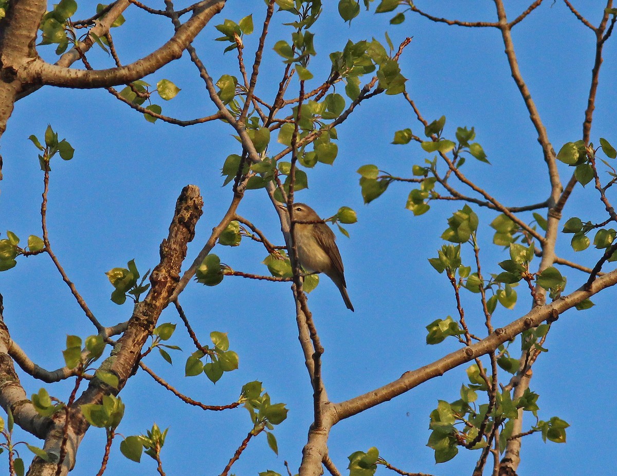 Philadelphia/Warbling Vireo - ML99736121