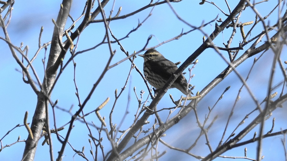 Northern Waterthrush - ML99736631