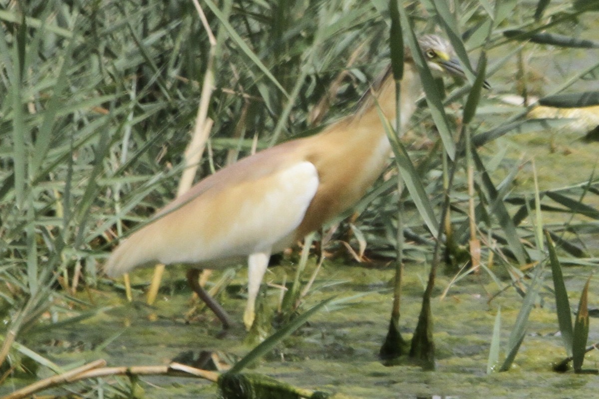 Crabier chevelu - ML99736961