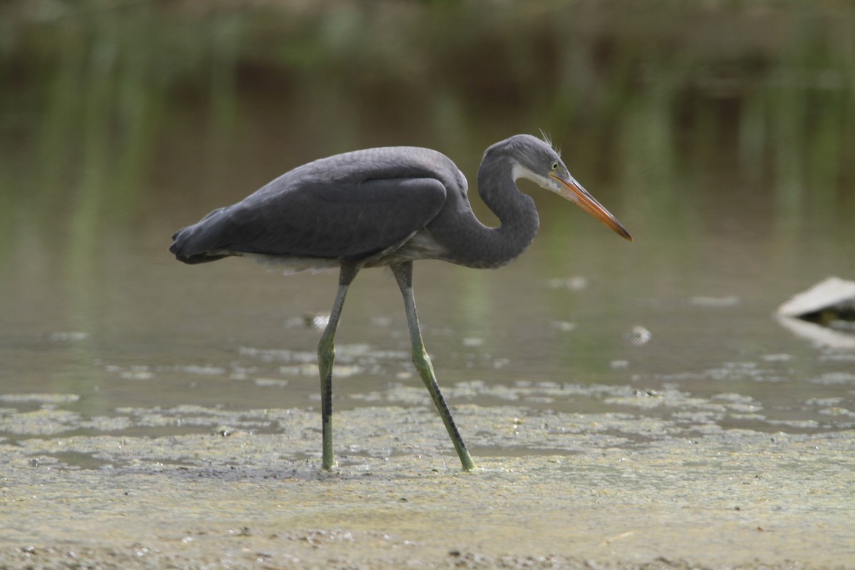 Western Reef-Heron - ML99736971